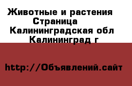  Животные и растения - Страница 11 . Калининградская обл.,Калининград г.